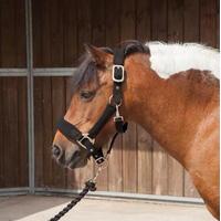 Requisite Padded Fleece Headcoll...