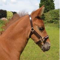 Requisite Leather Foal Slip