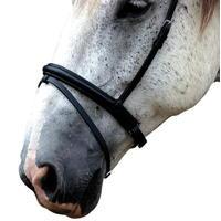 Requisite Crank Flash Noseband