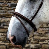 Requisite Crank Flash Noseband