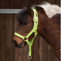 Requisite Anti Rear Headcollar