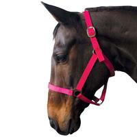 Requisite Economy Head Collar