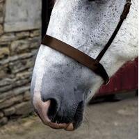 Requisite Flat Cavesson