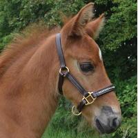 Requisite Leather Foal Slip