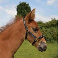 Requisite Leather Foal Slip