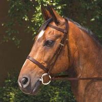 Requisite Snaffle Bridle and Reins