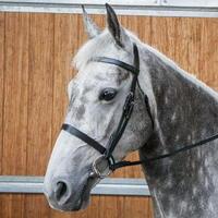 requisite snaffle bridle and reins