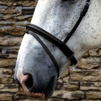 Requisite Crank Flash Noseband