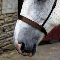 Requisite Flat Cavesson