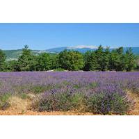 rhone valley wine tour from avignon chateauneuf du pape ventoux and ta ...