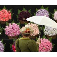 rhs chelsea flower show