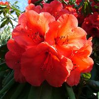 Rhododendron \'Geisha Orange\' (Large Plant) - 1 x 2 litre potted rhododendron plant
