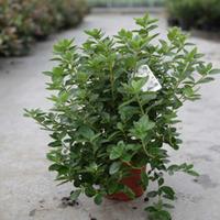 rhododendron palestrina large plant 2 x 2 litre potted rhododendron pl ...