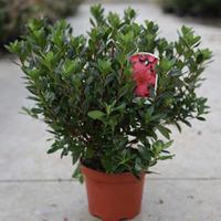 Rhododendron \'Madame Galle\' (Large Plant) - 2 x 2 litre potted rhododendron plants