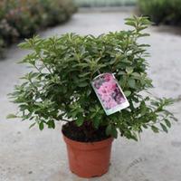 rhododendron madame van hecke large plant 2 x 2 litre potted rhododend ...