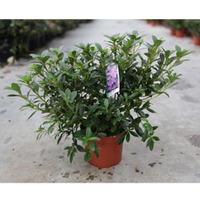 Rhododendron \'Blue Danube\' (Large Plant) - 2 x 2 litre potted rhododendron plants