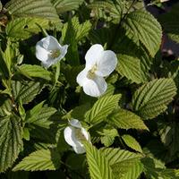 Rhodotypos scandens (Large Plant...