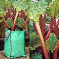 Rhubarb with Growbags - 3 rhubarb crowns + 1 grow bags