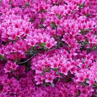 Rhododendron \'Amoena\' (Large Plant) - 1 plant in 2 litre pot