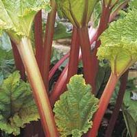 rhubarb timperley early 1 rhubarb crown