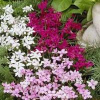 Rhodohypoxis Mixed - 1 rhodohypo...