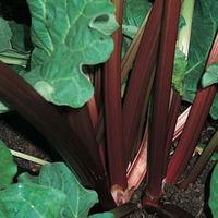 Rhubarb \'Champagne\' (Autumn Planting) - 4 budded rhubarb crowns