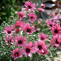 Rhodanthemum \'Pretty in Pink\' - 3 rhodanthemum plants in 9cm pots
