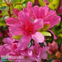 Rhododendron Standard - 1 rhododendron plant in 2l pot