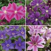 RHS Clematis Collection 4 x 7cm Pot Plants