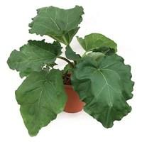 rhubarb glaskins perpetual 2 pre planted containers