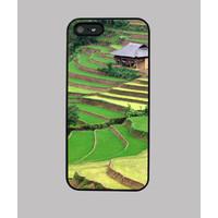 rice fields