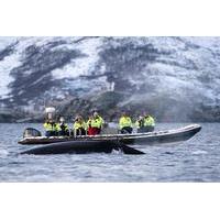 rib whale watching cruise from tromso