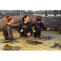 Ripley\'s Aquarium of Canada: Stingray Experience