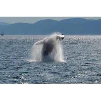 rivire du loup day trip and whale watching cruise from montreal