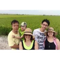 Rice Fields and Fireflies Tour including Lunch and Dinner from Kuala Lumpur