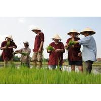 Rice Planting and Fishing Day Trip from Hoi An
