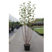 ribes sanguineum king edward vii large plant 1 x 75 litre potted ribes ...