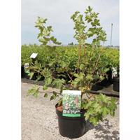 Ribes gordonianum (Large Plant) - 2 x 3.6 litre potted ribes plants