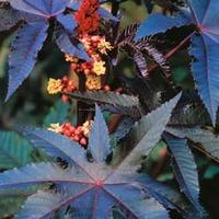 Ricinus communis \'Impala\' - 1 packet (6 ricinus seeds)