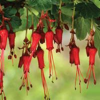 Ribes speciosum - 2 x 9cm potted ribes plants