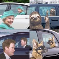 Ride With A...Sloth, Dog, Prince or Queen