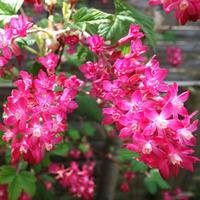 Ribes sanguineum \'Amour\' (Large Plant) - 1 ribes plant in 1.5 litre pot