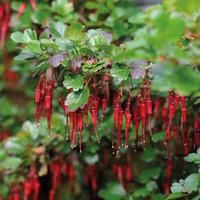 Ribes speciosum - 2 ribes plants in 9cm pots