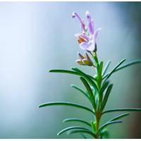 Rosemary Scented Oil 10 ml (In D...