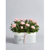 Rose Tin Trough