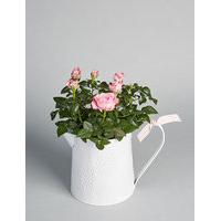 Rose Jug