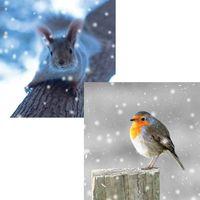 Robin & Squirrel Christmas Card Pack