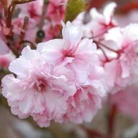 Royal Burgundy Flowering Cherry Gift