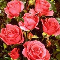 romance rose bush gift