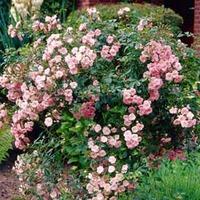 Rose \'The Fairy\' (Polyantha) (Large Plant) - 2 x 1.5 litre potted rose plants